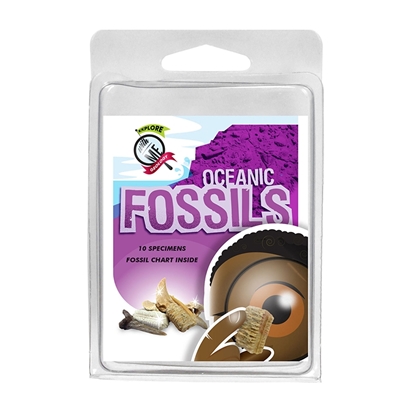 Picture of American Educational Prod 2968  Explore With Me Oceanic Fossils