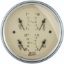 Picture of AutoMeter Electronic Multi-Purpose Gauge - 1812