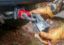 FACTOR 55 LOCKING PIN  LONG 3.875' - 00237